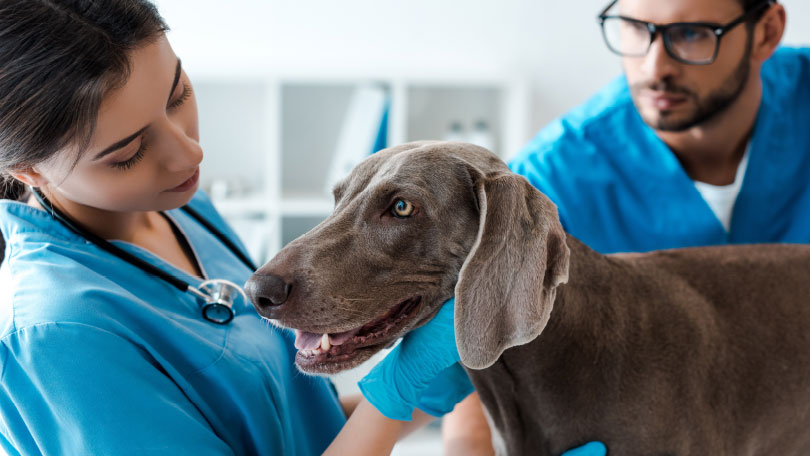 A Trusted Partner in Animal Health Manufacturing